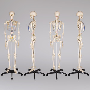 Human Skeleton  Inc. Stand