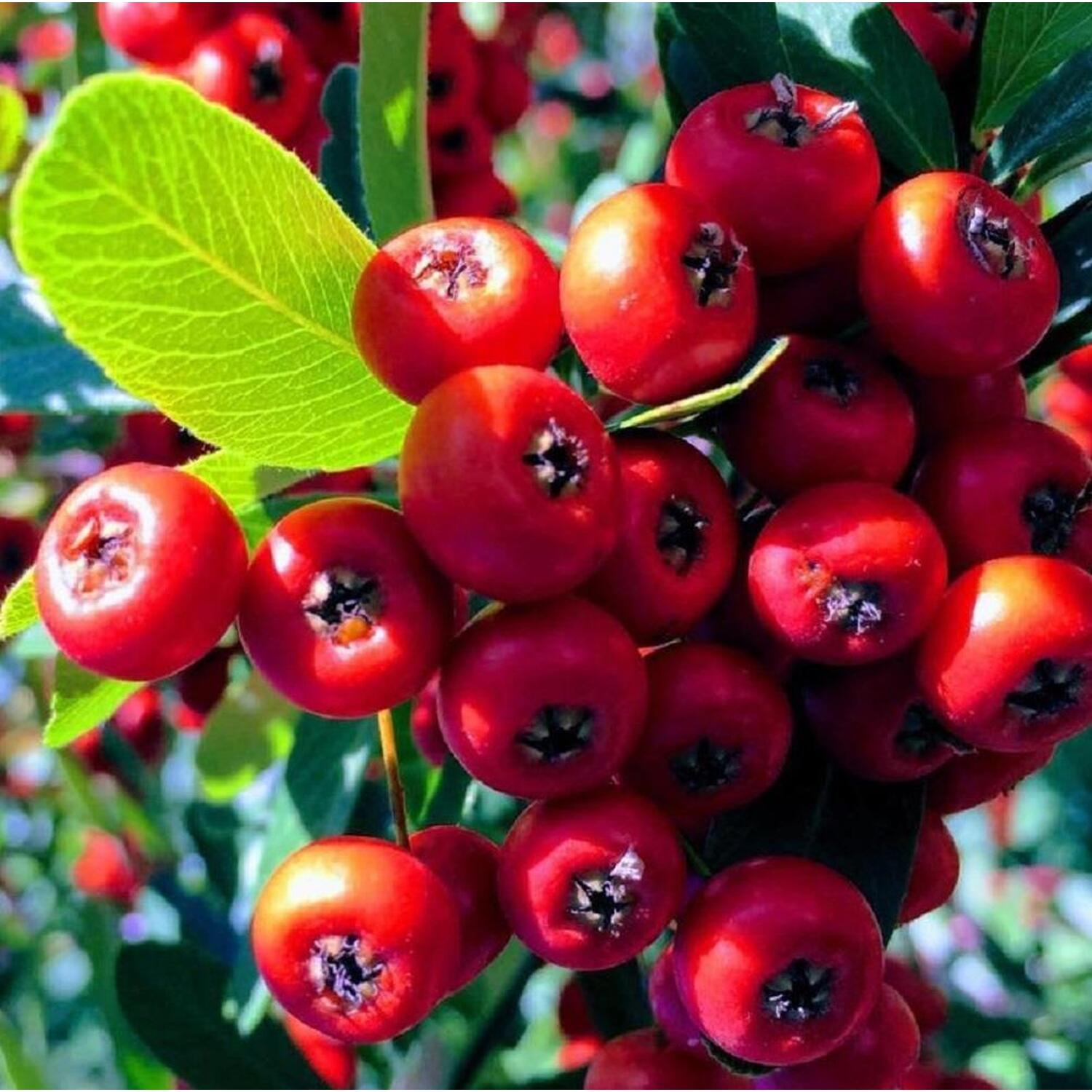 Rapanea Punctata Pyracantha Mohave Red Evergreen Shrub 3ft Plant 3 Litre Pot
