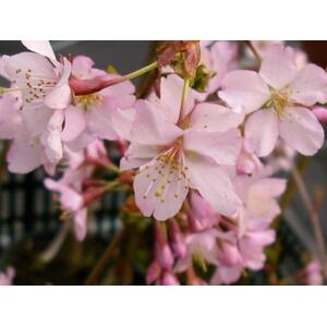 Prunus Kursar Flowering Tree, 6ft, 12L Pot by Directplants