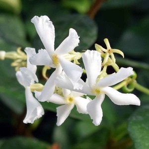 Trachelospermum asiaticum Bella