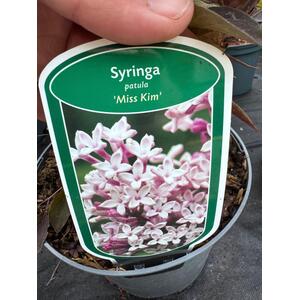 2x Mixed Extra Large Syringa Dwarf Lilac Shrubs in 3L Pots By Direct Plants