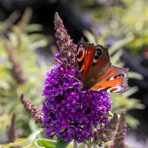 Marshalls Garden Buddleja Plant 'Butterfly Candy Little Purple'