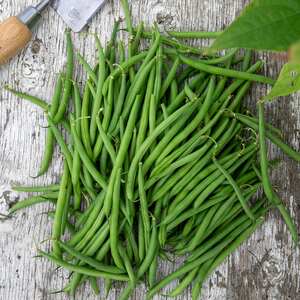 Marshalls Garden Faraday Dwarf French Bean Seeds, Compact Disease-Resistant Variety, 50 Seeds