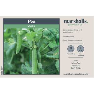 Marshalls Garden Utrillo Pea Seeds RHS AGM - Large-podded late-season shelling
