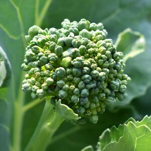 Marshalls Garden Spring Rapini Broccoli Seeds - Fast-Maturing, 500 Seeds, 60 Days
