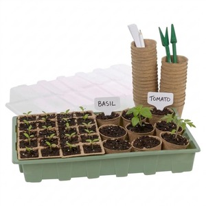 Seedling Plant