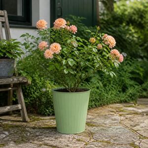 Plants By Post 5L Many Happy Returns Peach Rose Bush
