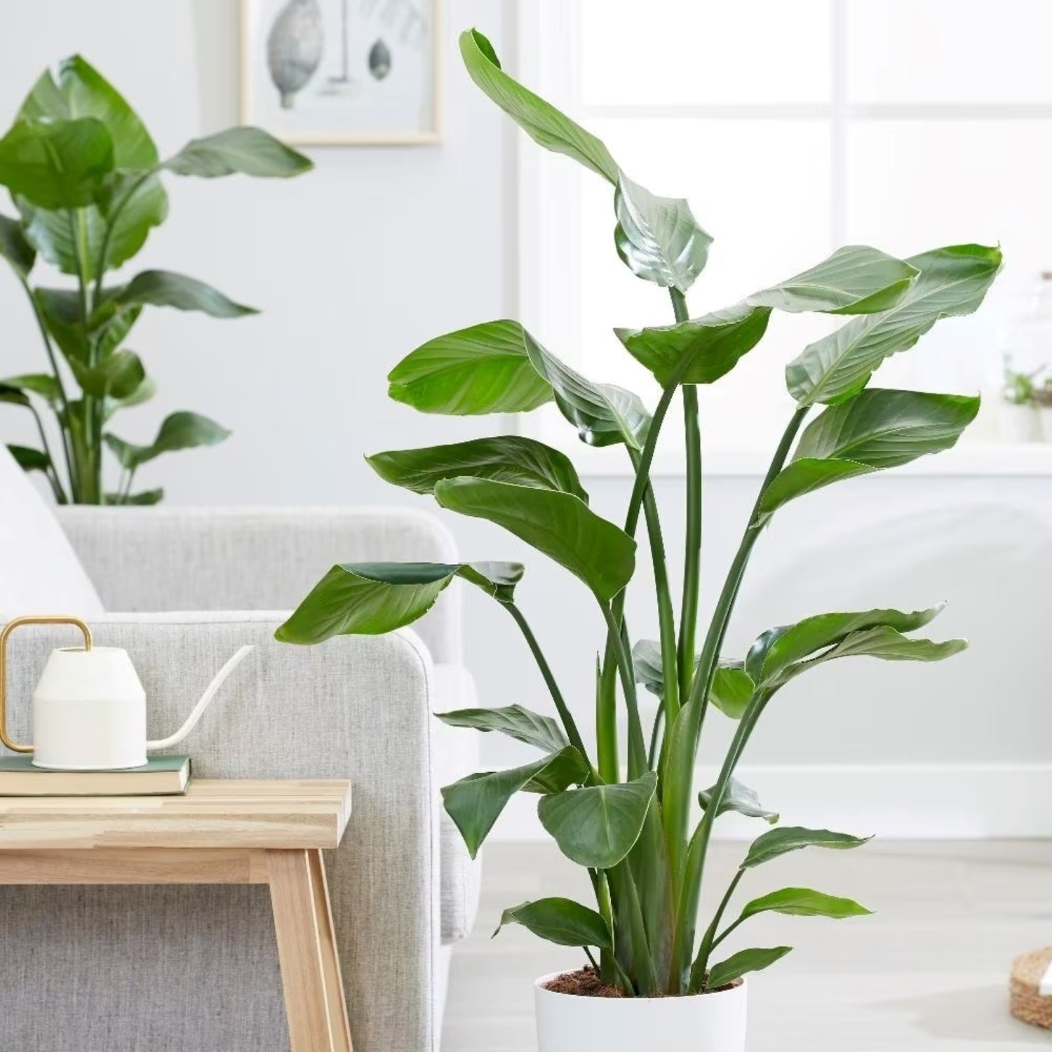 Primrose Strelitzia Nicolai Giant White Bird Of Paradise Wild Banana 19Cm Pot 80Cm - Green