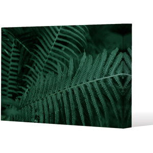Plants background. Biophilia trend Canvas Print