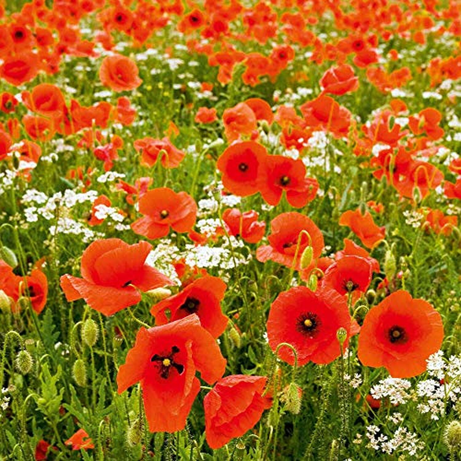 Poppy Field Poppy Rhoeas 1 Packet