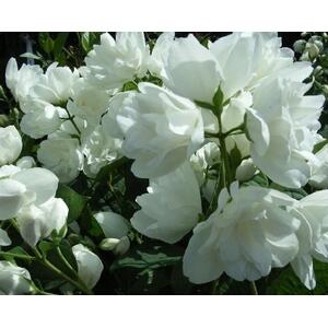 Philadelphus Virginal Mock Orange Shrub 3-4ft Supplied in a 3 L Pot