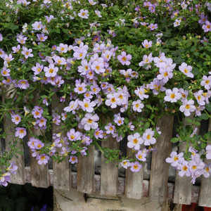 Bacopa Pink Trailing Plants Pale Pink Blooms 9cm Pots x 3 Recyclable