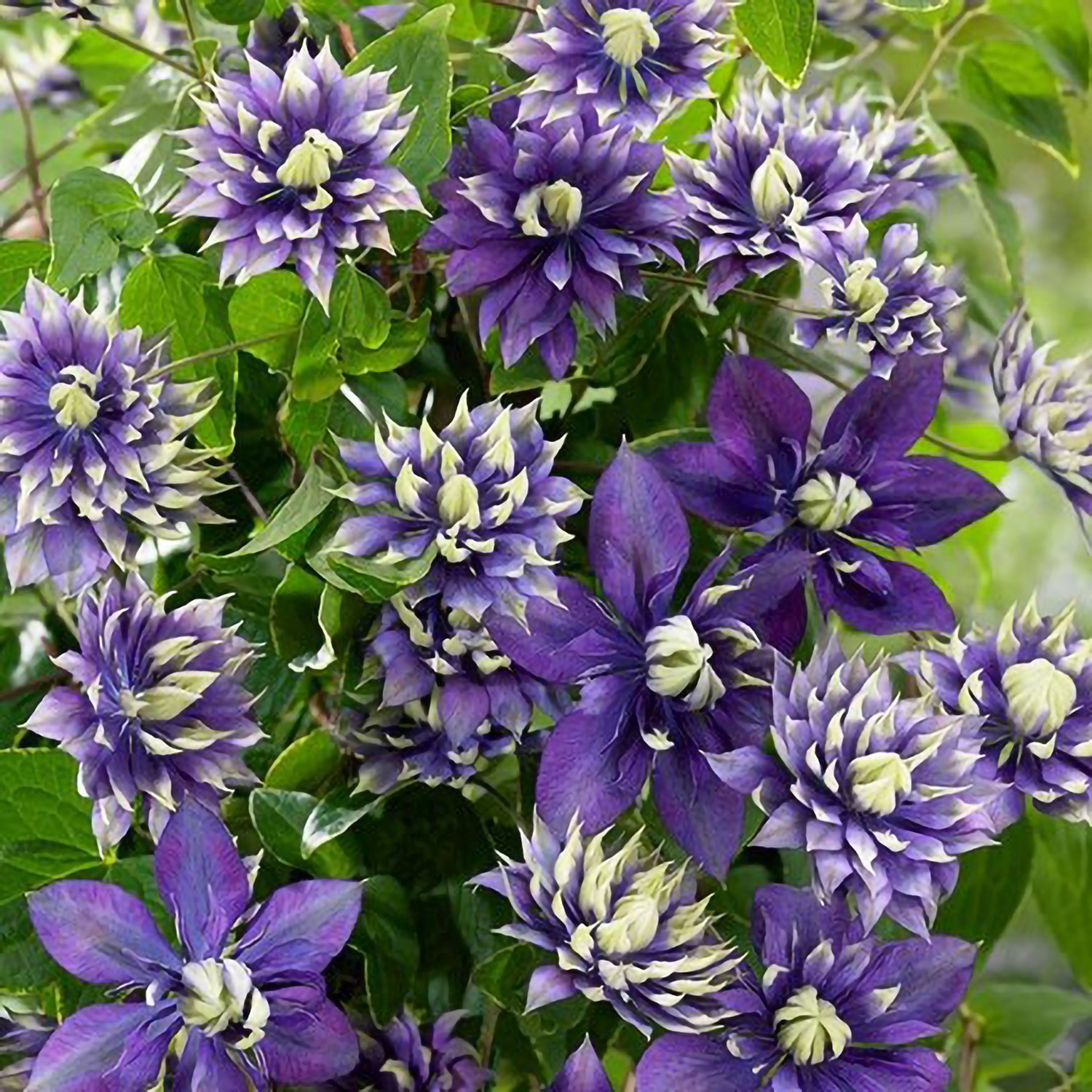 20+ Purple Climbing Vine