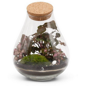 DIY Teardrop Terrarium Kit with Live Plants and Moss in Glass Jar