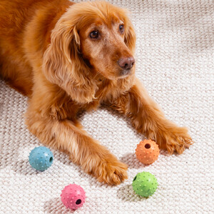 Tough Toy Studded Ball and Bell