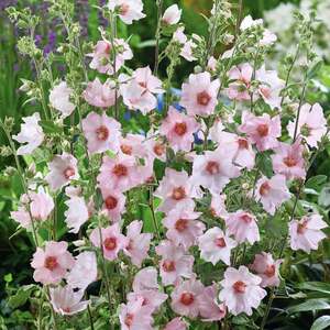 Marshalls Garden Lavatera Clementii 'Barnsley Baby' Hardy Pink Fast-Growing Shrub 9cm Plant
