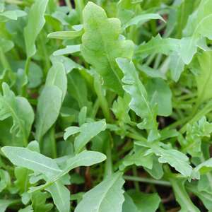 Marshalls Garden Wild Rocket Seeds (Eruca sativa) - Peppery Salad Leaves