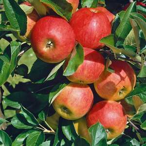 Patio Apple 'Elstar'