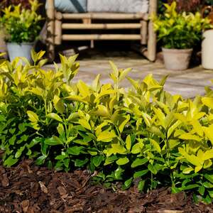 Marshalls Garden Euonymus Japonicus 'El Dorado'