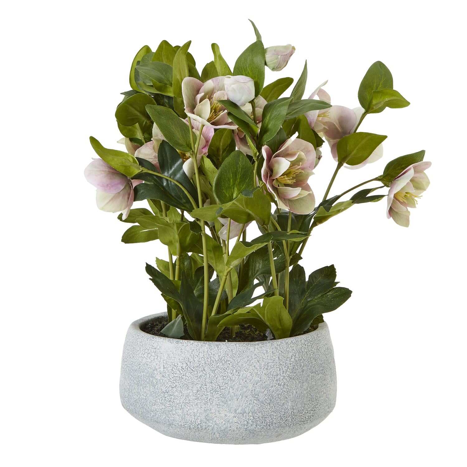 Variegated Pink Hellebore in Ceramic Pot - Pink