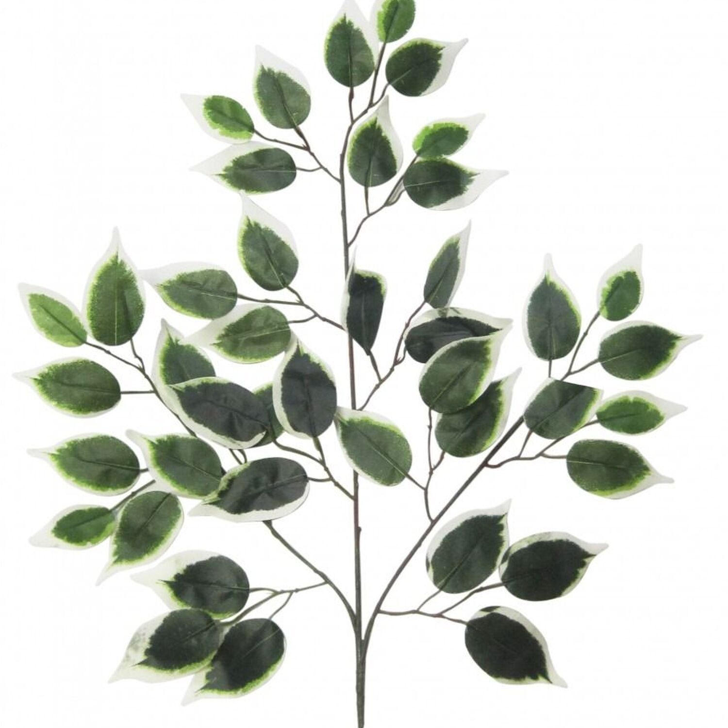 Variegated Ficus Branch 50cm - Green