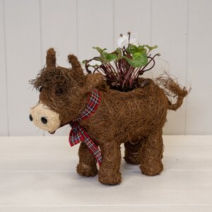Brown Highland Cow with Tartan Scarf