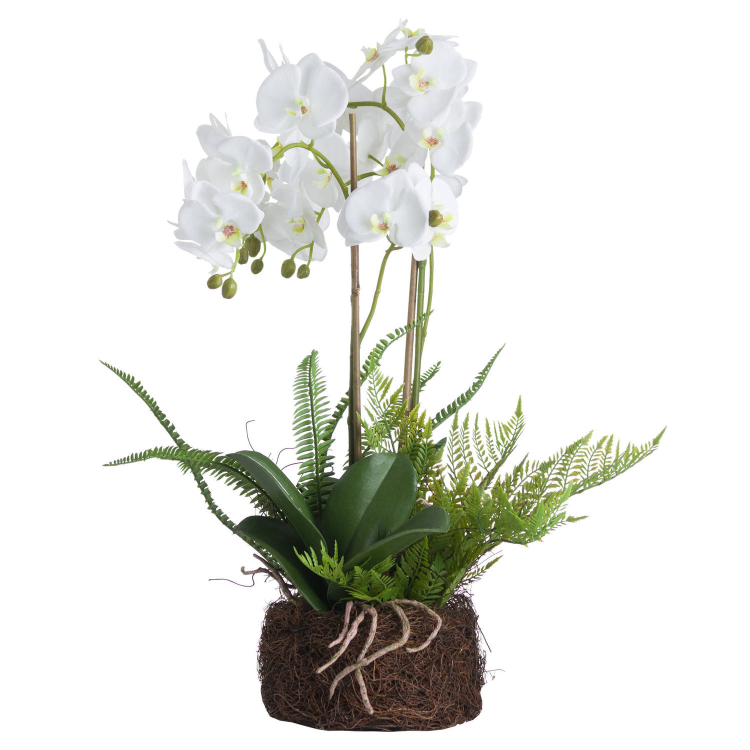 Hill Interiors Orchid And Fern Garden - White