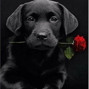 Black Labrador Diamond Painting Kit