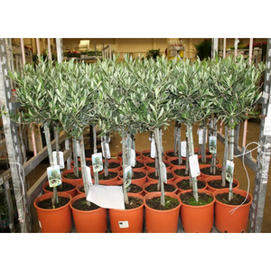 Olive Tree 90 to 100cm Tall Outdoor Patio Mediterranean Plant