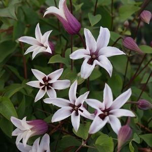 Clematis Princess Kate White Flowering Vine Climbing Plant