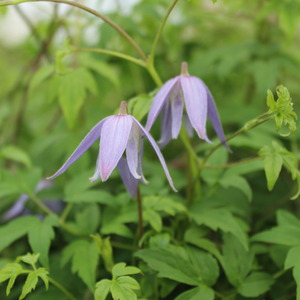 Clematis alpina Blue Dancer