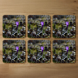 autumn flower bloom in nature Designer Coaster Set