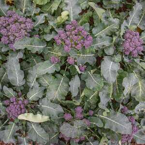 Marshalls Garden Broccoli Seeds Summer Purple - Summer-cropping purple spears, 200 seeds