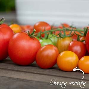 Marshalls Garden Sungold F1 Cordon Tomato Seeds - Pack of 15, Super-Sweet Orange Salad Tomatoes