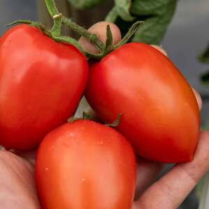 Marshalls Garden Plum Nagina F1 Tomato Seeds - Blight-Resistant, 12 Seeds