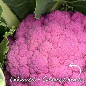 Marshalls Garden Depurple F1 Purple Cauliflower Seeds - Pack of 8 seeds