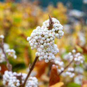 Callicarpa bodinieri 'Snowqueen' White Beautyberry