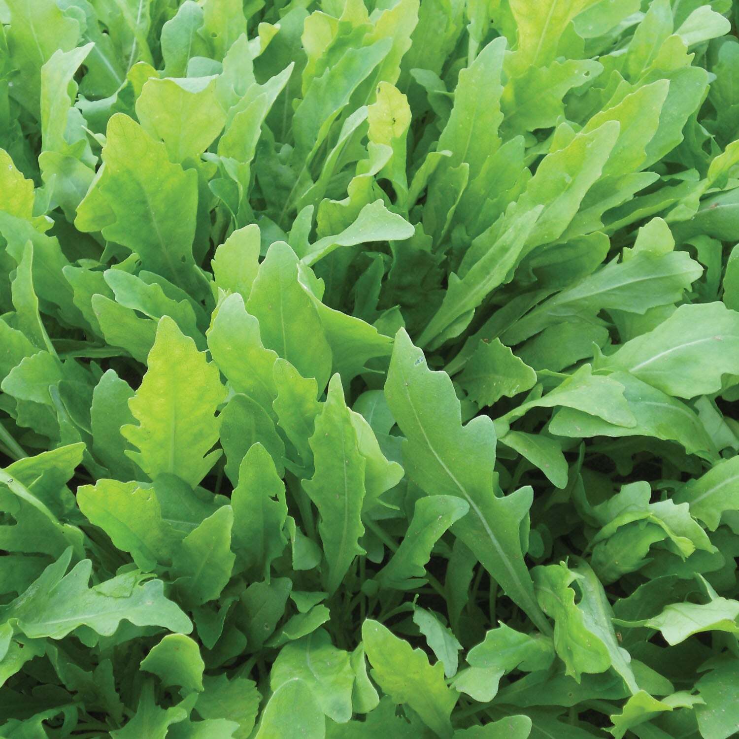 Unwins Rocket Seeds Wildfire - Green