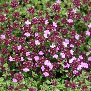 Set of 3 Thyme Coccineus Group Thymus 9cm Pot Herb Garden Plant