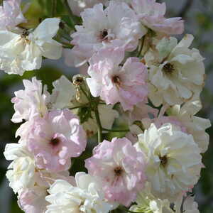 Phyllis Bide Rambler Rose Bush Semi Double Yellow Clustering Flowers 4L Pot