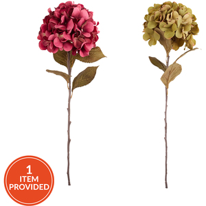 Autumn Hydrangea Stem