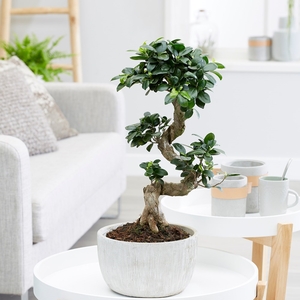Plant Theory Ficus Microcarpa Ginseng 24cm Pot