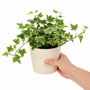 Plants By Post Hedera Variegated Ivy A
