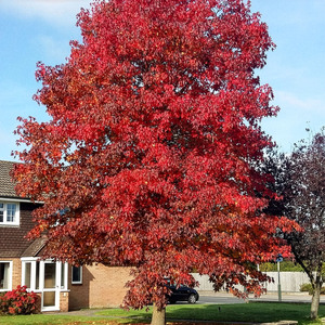 Plant Theory Sweet Gum Tree Ornamental Liquidambar Styraciflua 9L Pot 1.5 - 1.8m