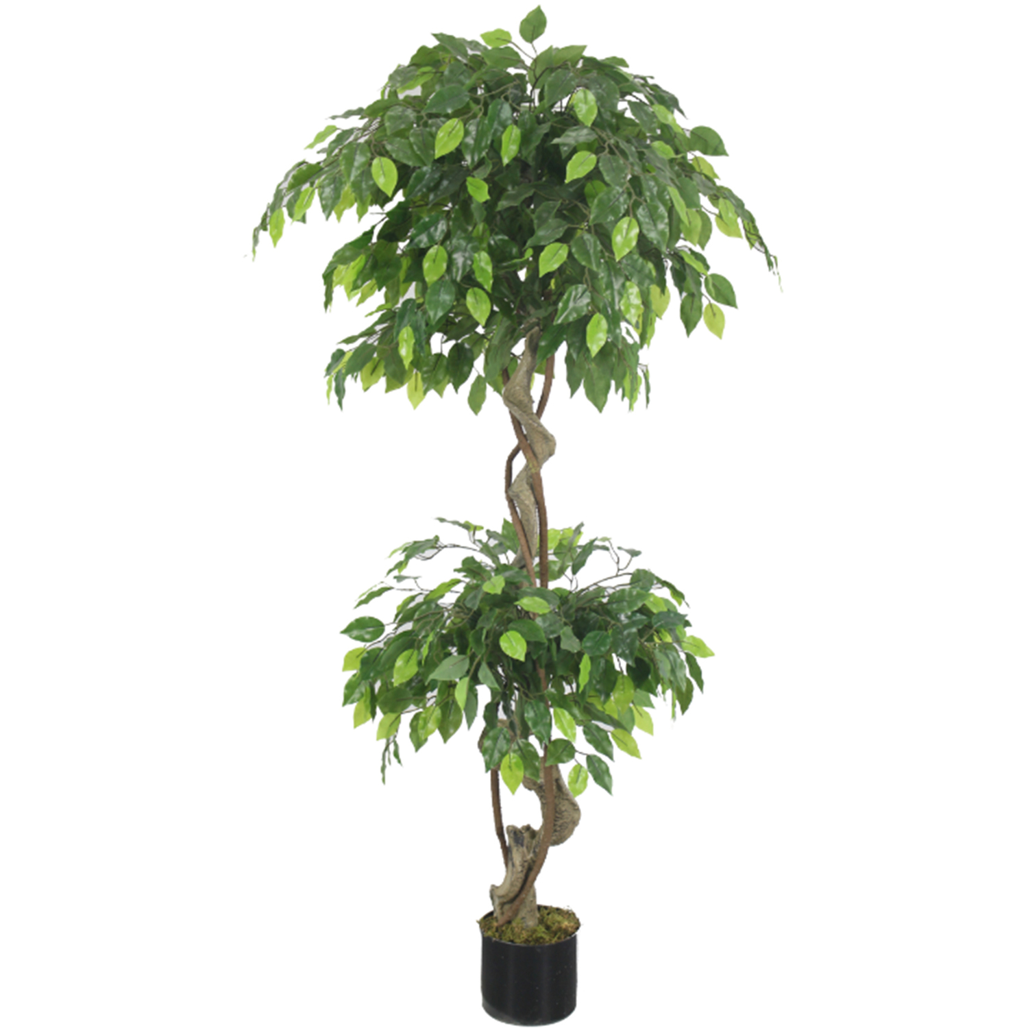 Leaf Unisex Green Artificial Twisted Ficus Tree In 150Cm - Image 6