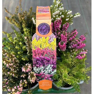 Lavandula Stoechas Anouk - Purple