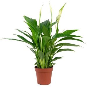 Peace Lily Houseplant Air So Pure