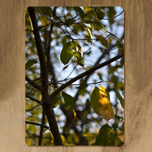 leaves and branches Designer Placemat Set