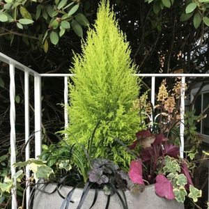 Pack of 3 Cupressus Goldcrest Wilma Lemon Scented Conifer 1L Plants