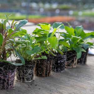 Marshalls Garden Cottage Garden Perennial Selection